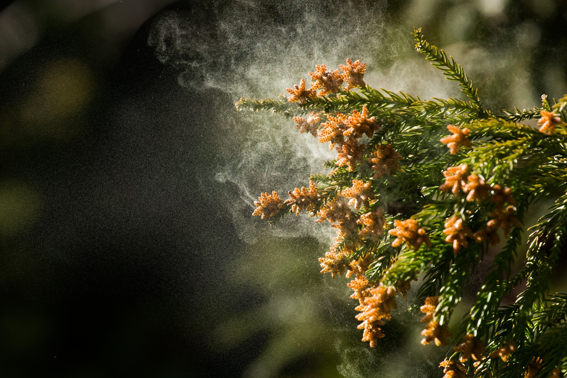 Pollen fliegen