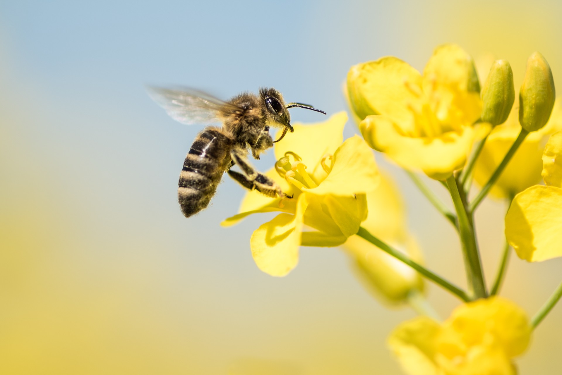 Bienen