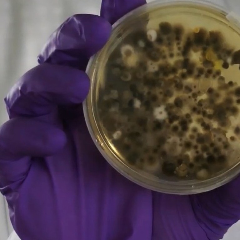 Hand hält Petrischale mit Keimen aus der Lüftung einer Autoklimaanlage